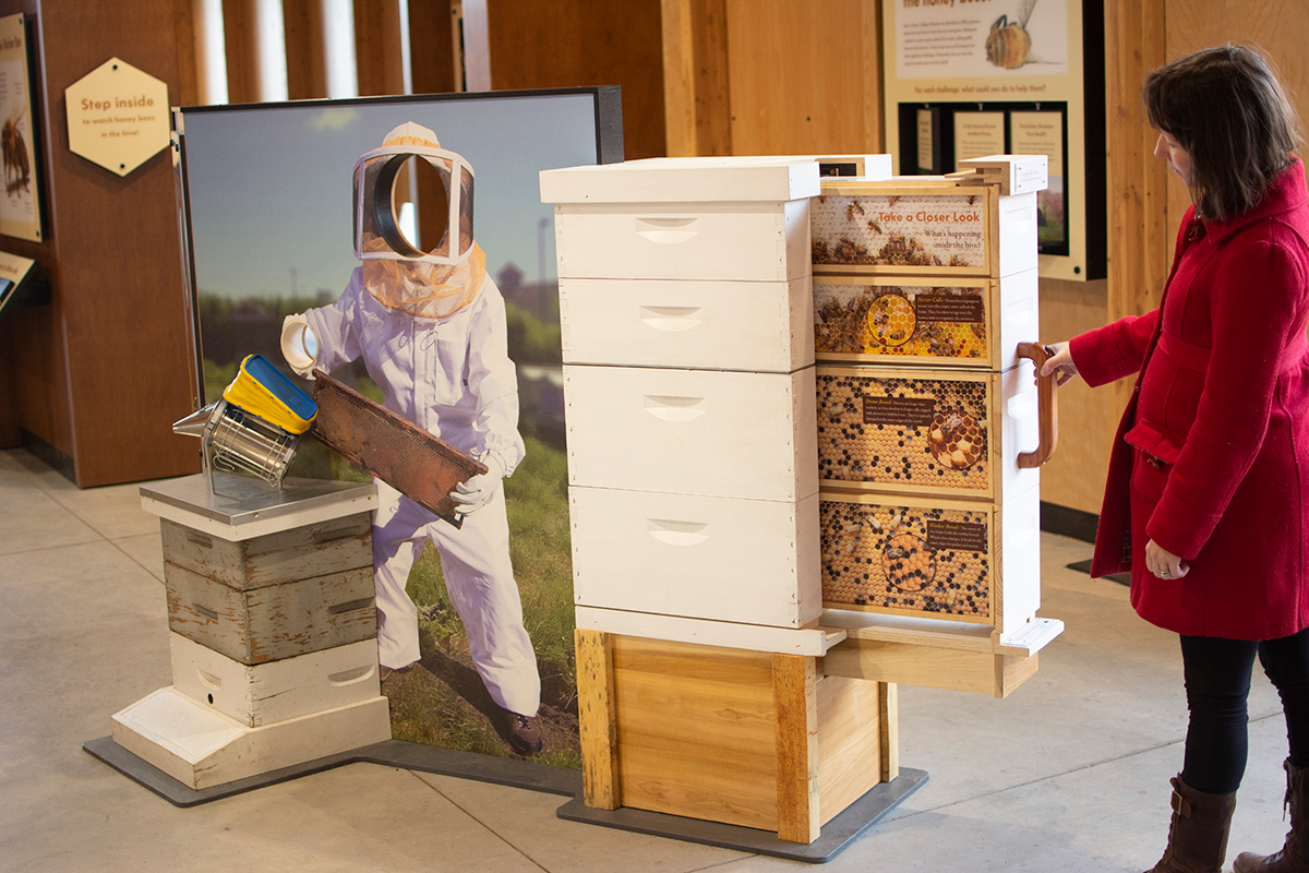 bee hive exhibit